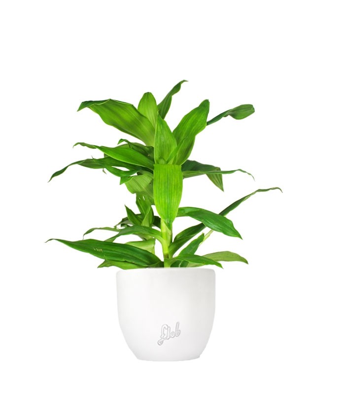 Callisia Fragrans