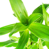 Callisia Fragrans