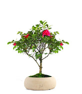 Camellia Bonsai