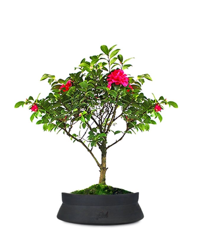 Camellia Bonsai
