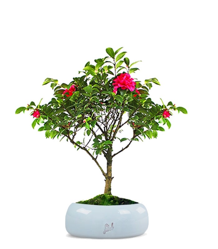 Camellia Bonsai
