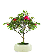 Camellia Bonsai