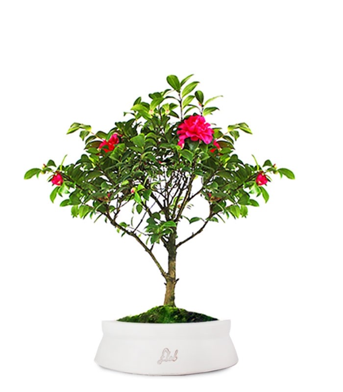 Camellia Bonsai