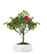 Camellia Bonsai