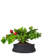 Carissa macrocarpa|Prugna del Natal
