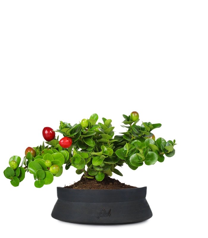 Carissa macrocarpa|Prugna del Natal