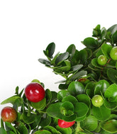 Carissa macrocarpa|Prugna del Natal