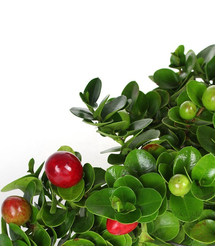 Carissa macrocarpa|Prugna del Natal