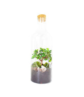 Carmona bonsai in terrarium