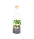 Carmona bonsai in terrarium