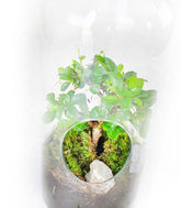 Carmona bonsai in terrarium