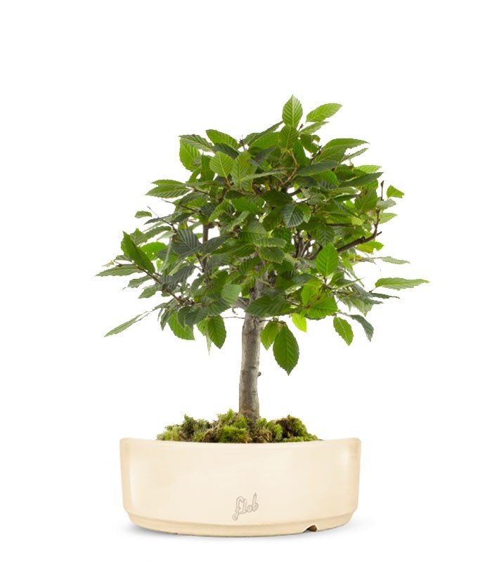 Carpino
