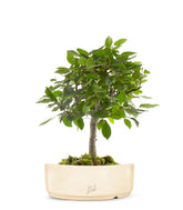 Carpino