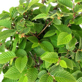 Carpino