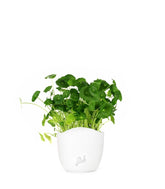 Centella asiatica