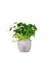 Centella asiatica