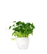 Centella asiatica