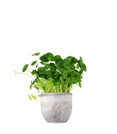 Centella asiatica