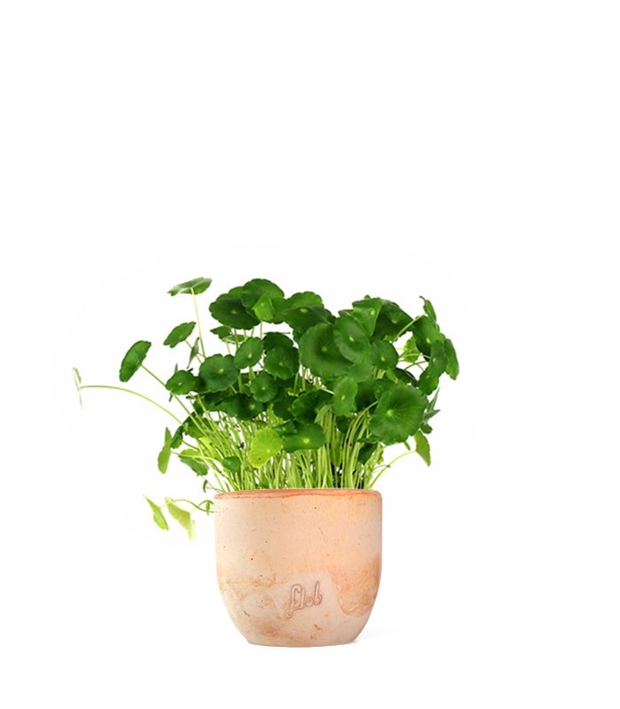 Centella asiatica