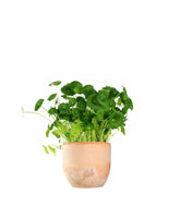 Centella asiatica