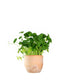 Centella asiatica