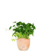 Centella asiatica
