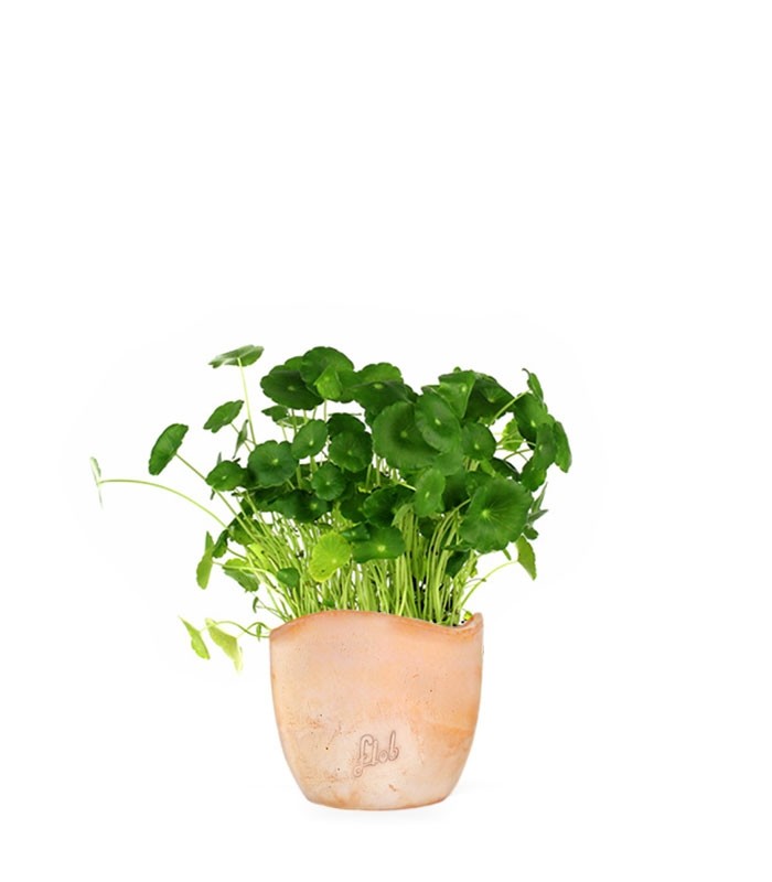 Centella asiatica