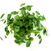 Centella asiatica