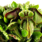 Cephalotus Follicularis