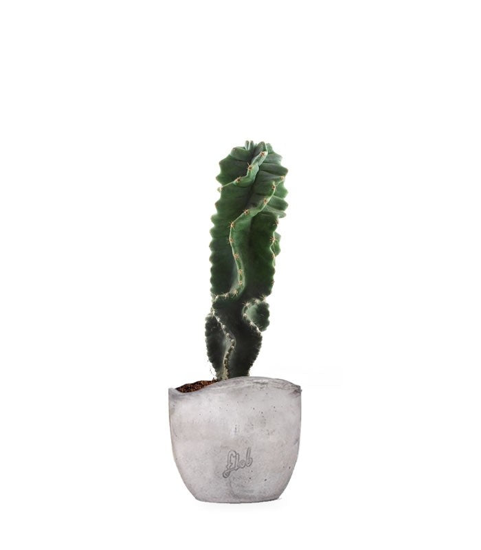 Cereus Forbesii Otto