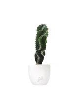 Cereus Forbesii Otto
