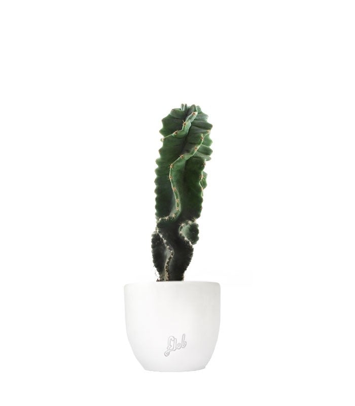 Cereus Forbesii Otto