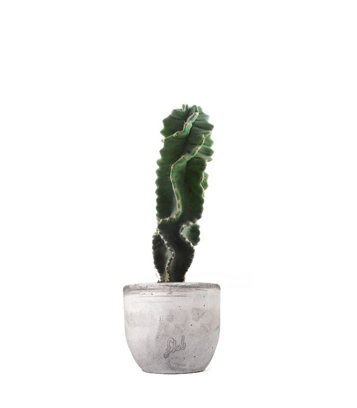 Cereus Forbesii Otto
