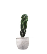 Cereus Forbesii Otto
