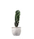 Cereus Forbesii Otto