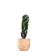 Cereus Forbesii Otto