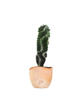 Cereus Forbesii Otto