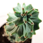 Cereus Forbesii Otto
