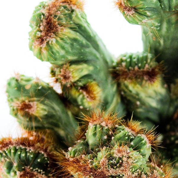Cereus peruviano monstruoso variegato