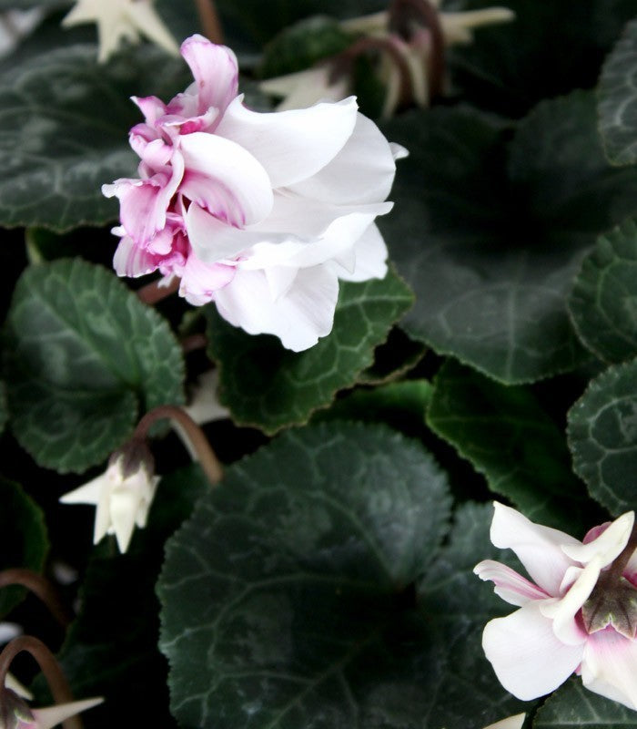 Ciclamino Masako bianco