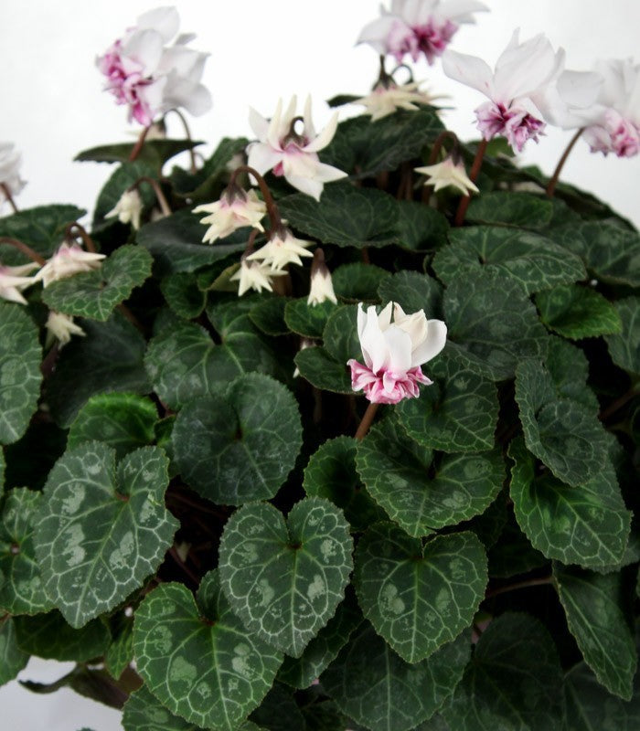 Ciclamino Masako bianco