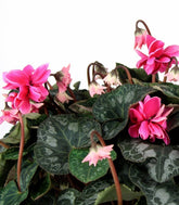Ciclamino Masako rosa