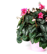 Ciclamino Masako rosa
