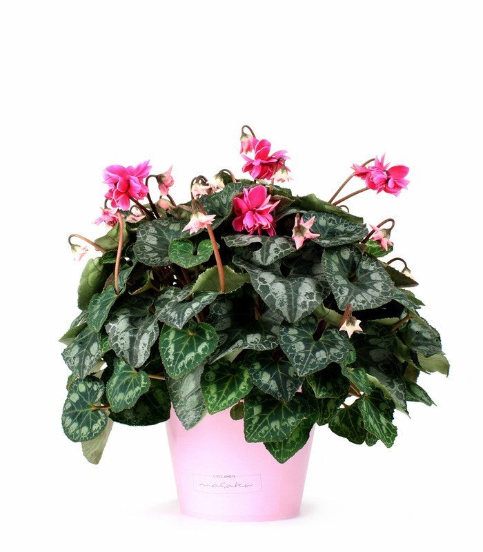 Ciclamino Masako rosa