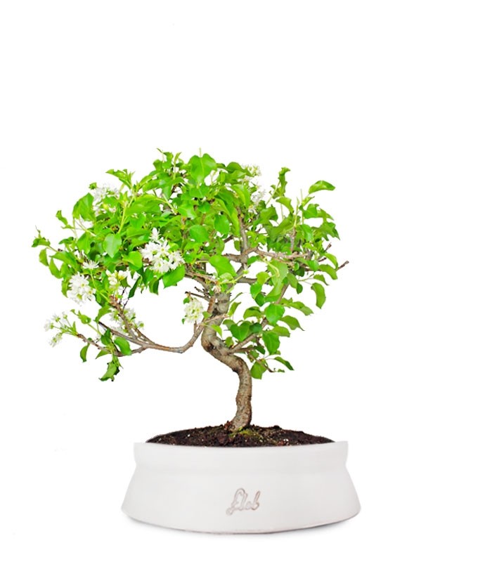 Ciliegio Canino | Prunus Mahaleb impalcato