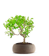 Ciliegio Canino | Prunus Mahaleb impalcato