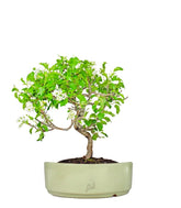 Ciliegio Canino | Prunus Mahaleb impalcato