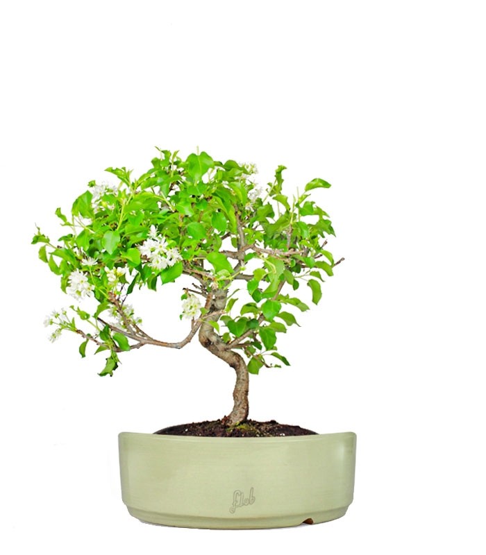 Ciliegio Canino | Prunus Mahaleb impalcato