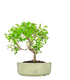 Ciliegio Canino | Prunus Mahaleb impalcato