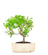 Ciliegio Canino | Prunus Mahaleb impalcato